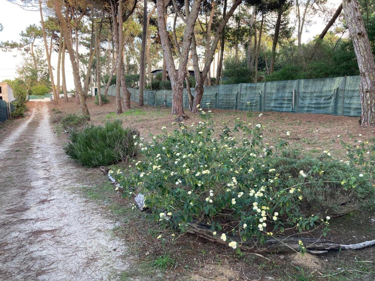 Moradia No Pinhal Com Piscina - Espaco E Privacidade Para As Suas Ferias! Sintra Ngoại thất bức ảnh